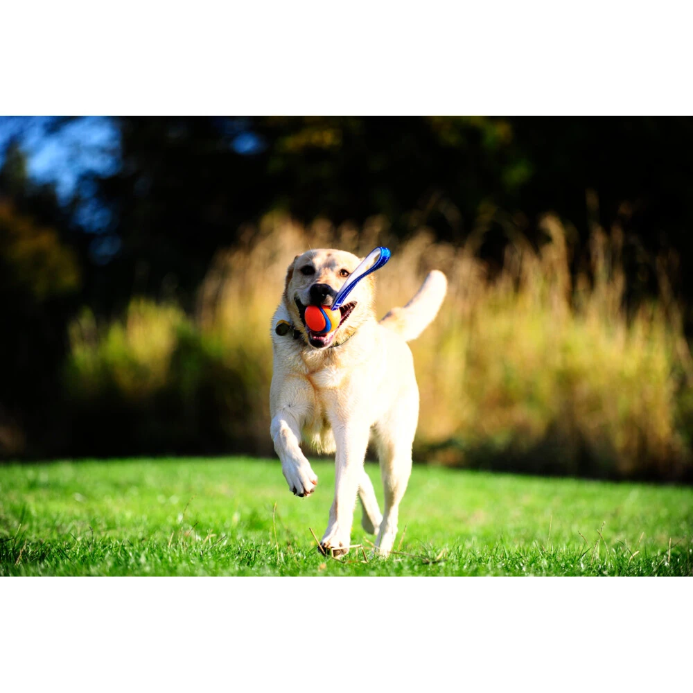 Chuckit! Chuckit Ultra Tug Large 3 Chuckit! Chuckit Ultra Tug Large - Afbeelding 3