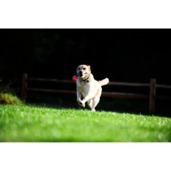 Chuckit! Chuckit Ultra Tug Large 7 Chuckit! Chuckit Ultra Tug Large -Lekker Woef 1033119 4