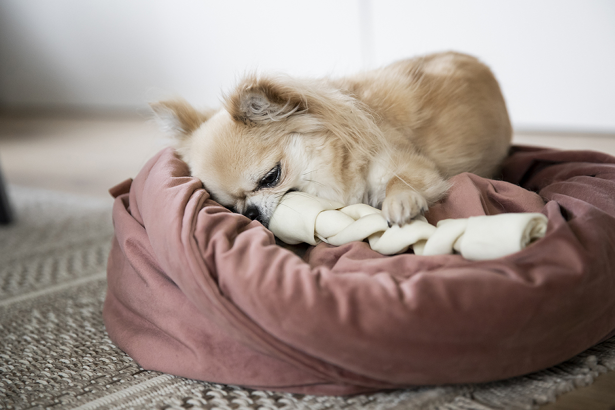 Lekker Woef 36 Lekker Woef -Lekker Woef blog botjes kleine hondjes chihuahua